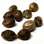 Семена марихуаны АК-47  (Seeds AK-47) в Богучаре